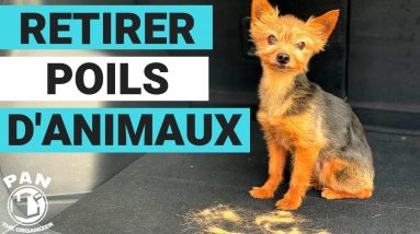 Comment enlever les poils d'animaux dans une voiture !!