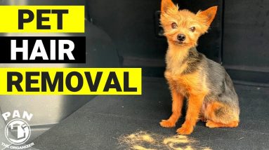 HOW TO REMOVE PET HAIR FROM CAR : QUICK & EASY !!!